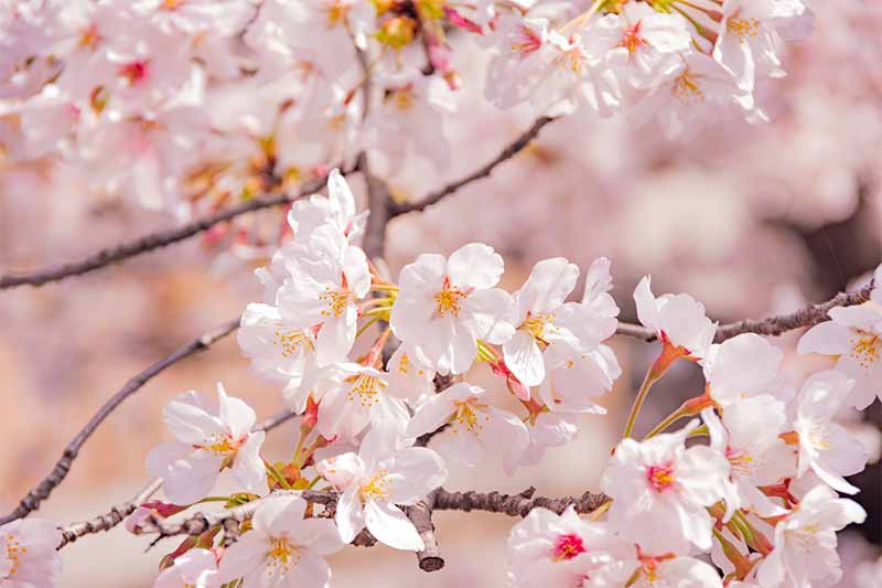 Wisata Jepang : Bunga Sakura akan Mekar Lebih Awal Maret 2024